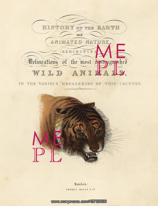 : Calligraphic title page with vignette of tiger : Calligraphic title page with vignette of tiger