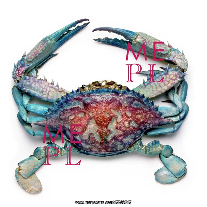 : Callinectes sapidus, blue crab : Callinectes sapidus, blue crab