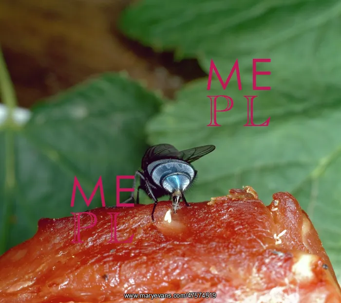 : Calliphora, bluebottle : Calliphora, bluebottle