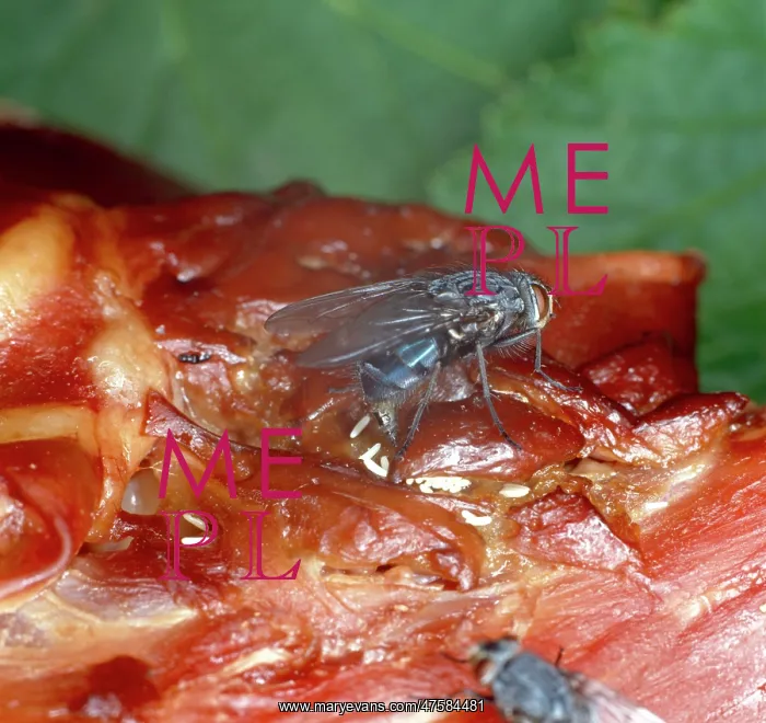 : Calliphora, bluebottle : Calliphora, bluebottle