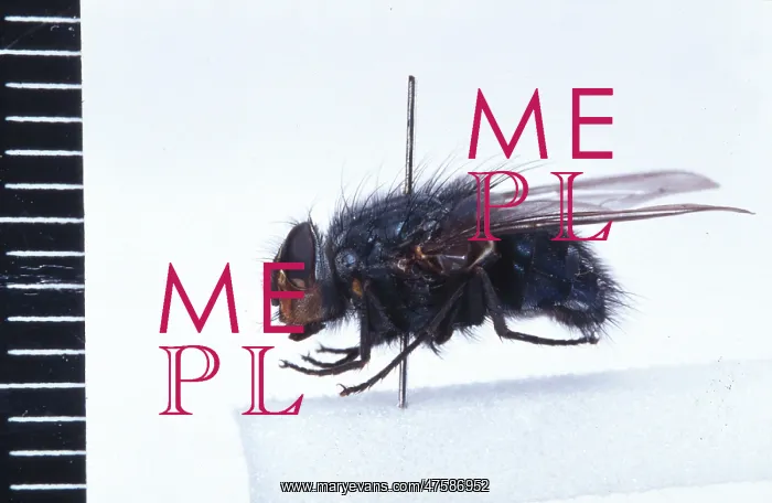 : Calliphora vicina, blowfly : Calliphora vicina, blowfly