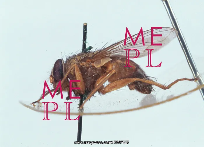 : Calliphora vicina, blowfly larva and pupa : Calliphora vicina, blowfly larva and pupa