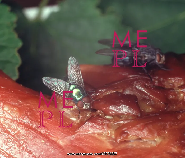 : Calliphora vomitoria, bluebottle laying eggs on carrion : Calliphora vomitoria, bluebottle laying eggs on carrion