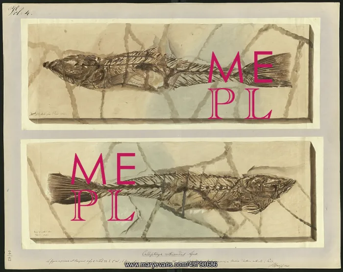 : Callipteryx reticaudus Agassiz : Callipteryx reticaudus Agassiz