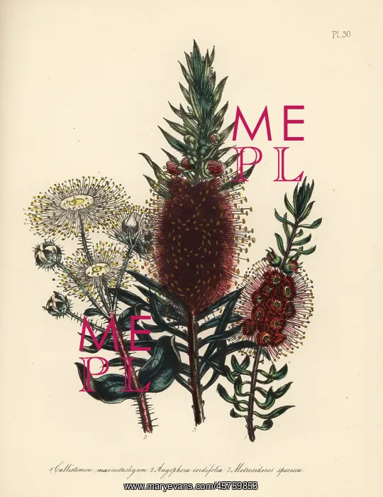 : Callistemon, Angophora and Metrosideros : Callistemon, Angophora and Metrosideros