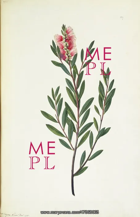 : Callistemon citrinus, crimson bottlebrush : Callistemon citrinus, crimson bottlebrush
