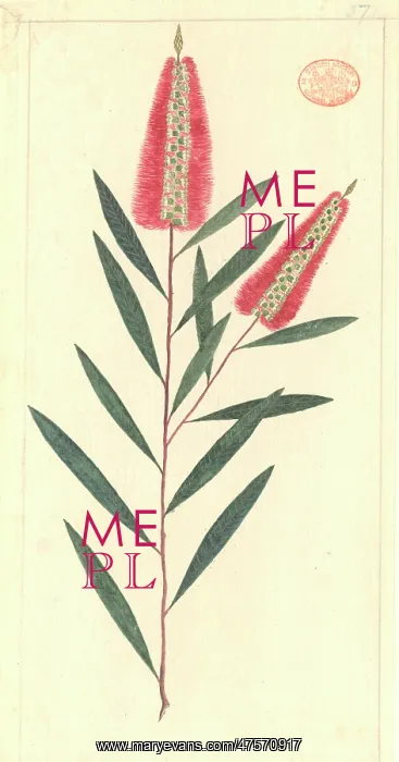 : Callistemon linearifolius, bottlebrush : Callistemon linearifolius, bottlebrush