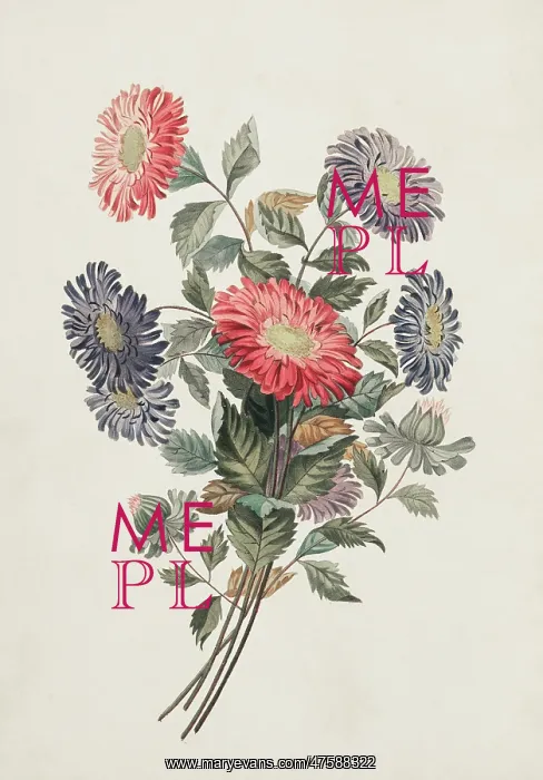 : Callistephus chinensis, China aster : Callistephus chinensis, China aster