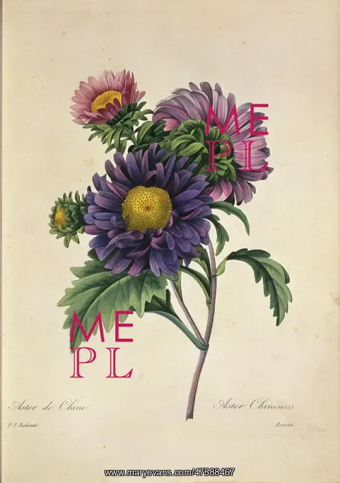 : Callistephus chinensis, China aster : Callistephus chinensis, China aster