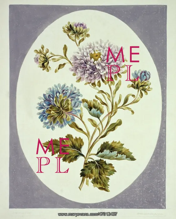 : Callistephus chinensis, China aster : Callistephus chinensis, China aster