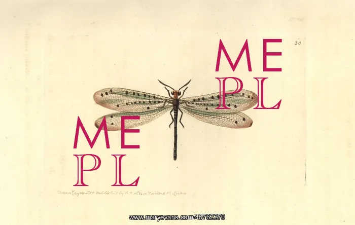 : Callistoleon erythrocephalus : Callistoleon erythrocephalus