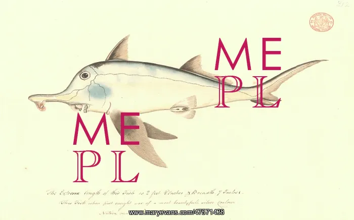 : Callorhinchus milii, elephant fish : Callorhinchus milii, elephant fish