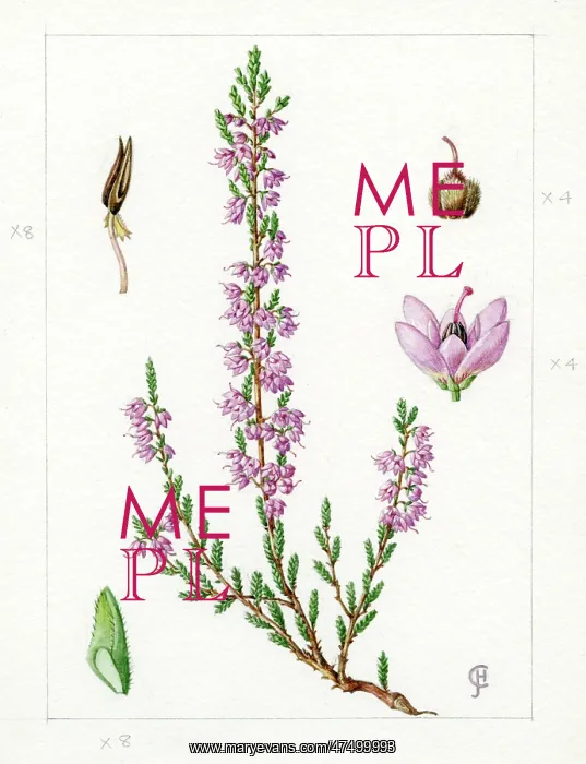 : Calluna vulgaris - heather : Calluna vulgaris - heather