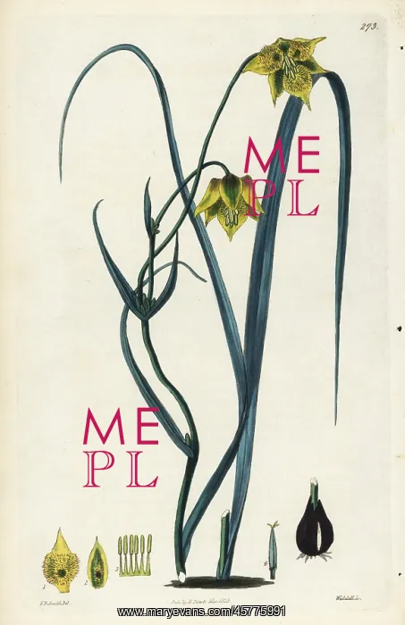 : Calochortus barbatus : Calochortus barbatus