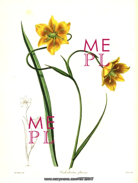 : Calochortus barbatus lily : Calochortus barbatus lily