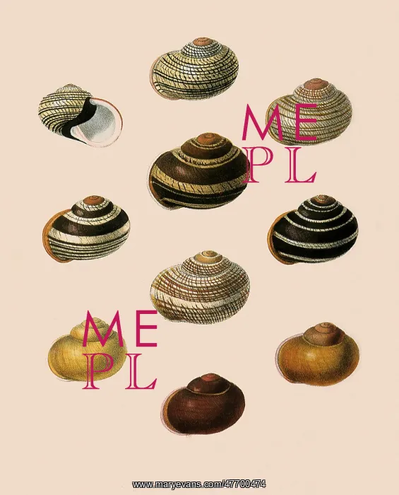  : Calocochlia Shells