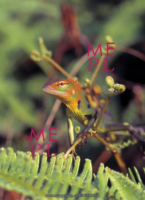: Calotes calotes, agamid lizard : Calotes calotes, agamid lizard