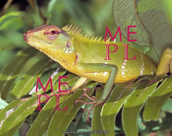: Calotes calotes, agamid lizard : Calotes calotes, agamid lizard