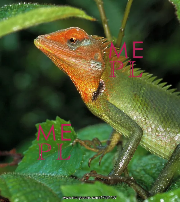 : Calotes calotes, agamid lizard : Calotes calotes, agamid lizard