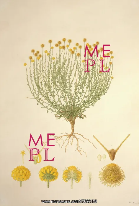 : Calotis lappulacea, bur daisy : Calotis lappulacea, bur daisy