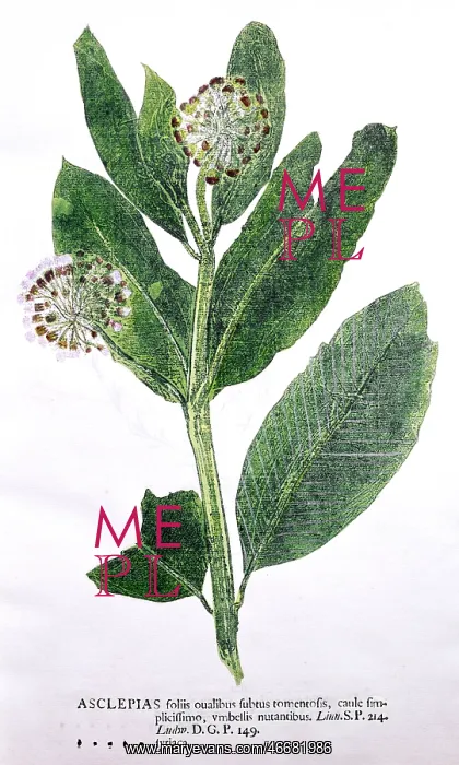 : Calotropis Gigantea : Calotropis Gigantea