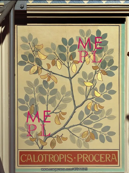 : Calotropis procera, rubber bush : Calotropis procera, rubber bush