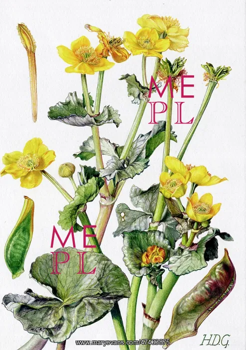  : Caltha Palustris