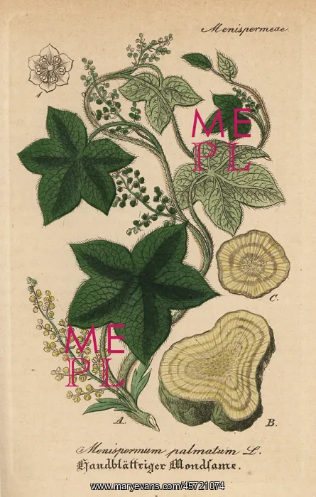: Calumba, Jateorhiza palmata : Calumba, Jateorhiza palmata