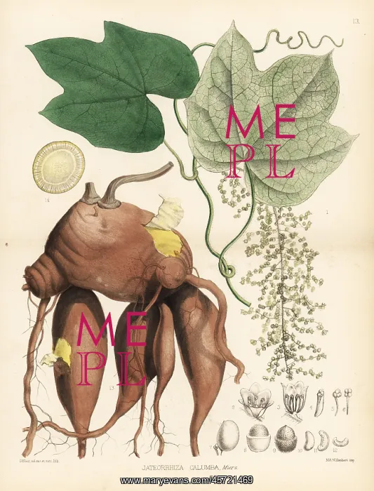 : Calumba, Jateorhiza palmata : Calumba, Jateorhiza palmata