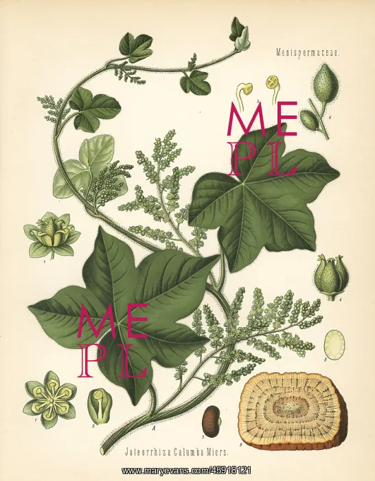  : Calumba, Jateorhiza palmata