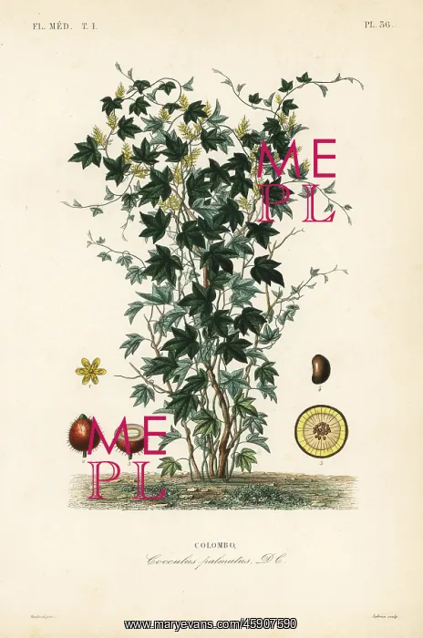 : Calumba tree, Jateorhiza columba : Calumba tree, Jateorhiza columba