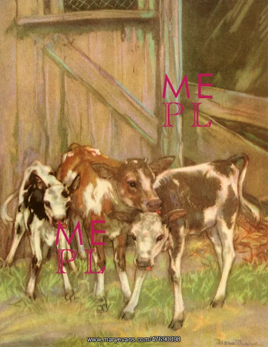  : Calves in Barn