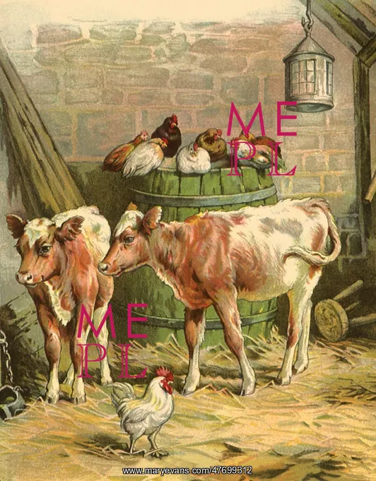 : Calves and Chickens