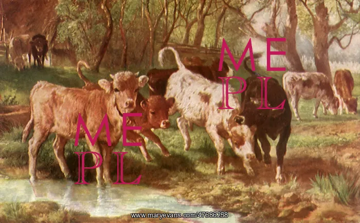  : Calves Drinking