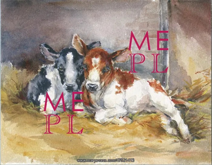  : Two calves lying down in a stable