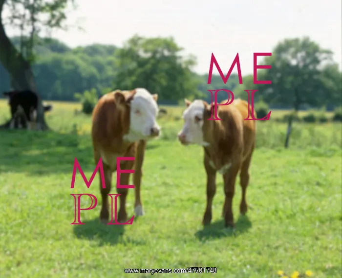  : Two calves standing in a field