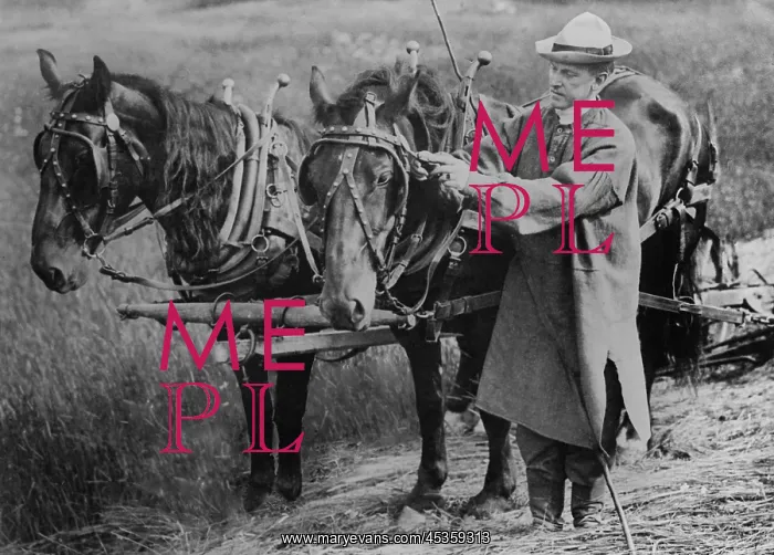 : Calvin Coolidge adjusting a horse's harness on his : Calvin Coolidge adjusting a horse's harness on his