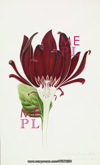 : Calycanthus floridus, Eastern sweetshrub : Calycanthus floridus, Eastern sweetshrub