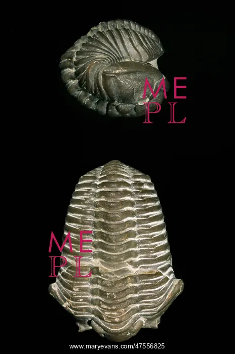 : Calymene blumenbachii, trilobite : Calymene blumenbachii, trilobite
