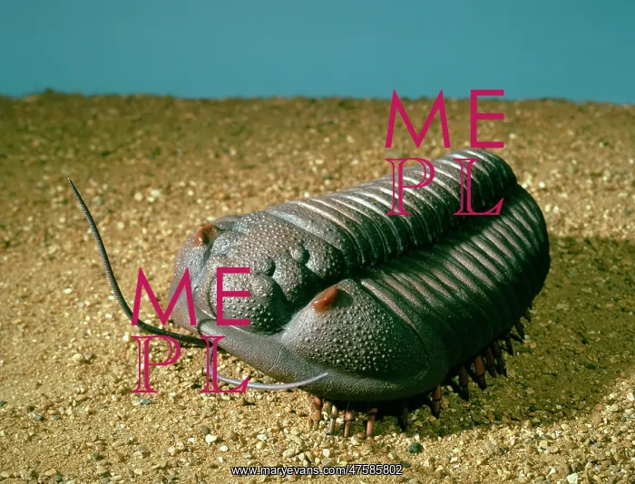 : Calymene blumenbachii, trilobite model : Calymene blumenbachii, trilobite model