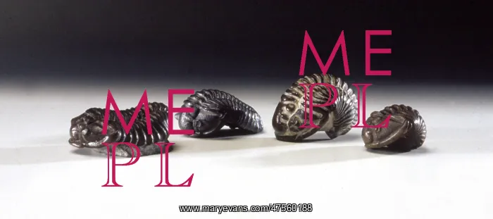 : Calymene blumenbachii, trilobites : Calymene blumenbachii, trilobites