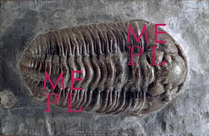 : Calymene, trilobite : Calymene, trilobite