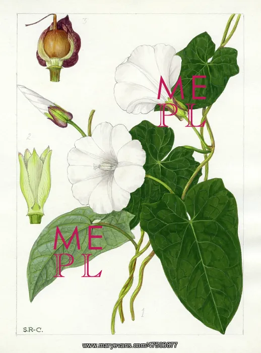 : Calystegia sepium - hedge bindweed : Calystegia sepium - hedge bindweed