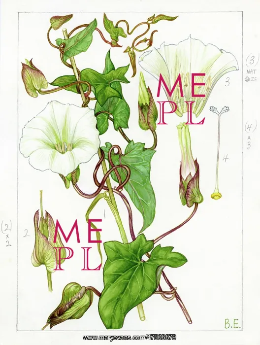 : Calystegia silvatica - large bindweed : Calystegia silvatica - large bindweed