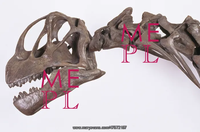  : Camarasaurus