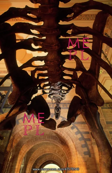 : Camarasaurus : Camarasaurus
