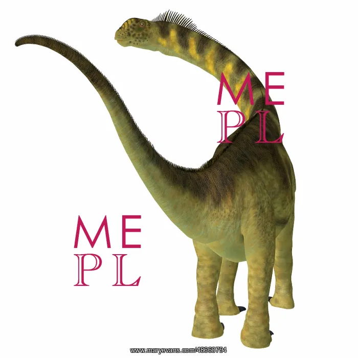 : Camarasaurus dinosaur, rear view : Camarasaurus dinosaur, rear view