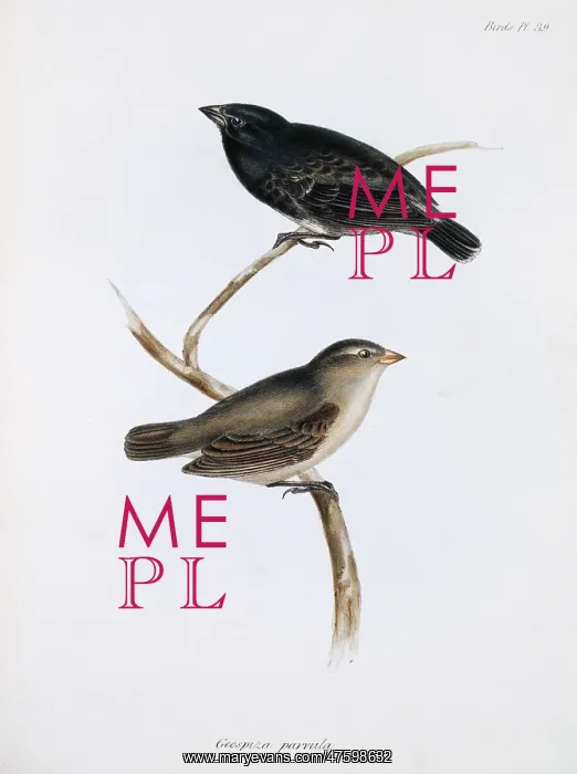 : Camarhynchus parvulus, small tree finch : Camarhynchus parvulus, small tree finch