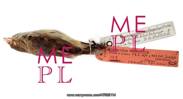 : Camarhynchus prosthemelas : Camarhynchus prosthemelas