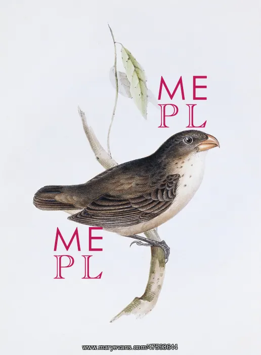 : Camarhynchus psittacula, large tree finch : Camarhynchus psittacula, large tree finch